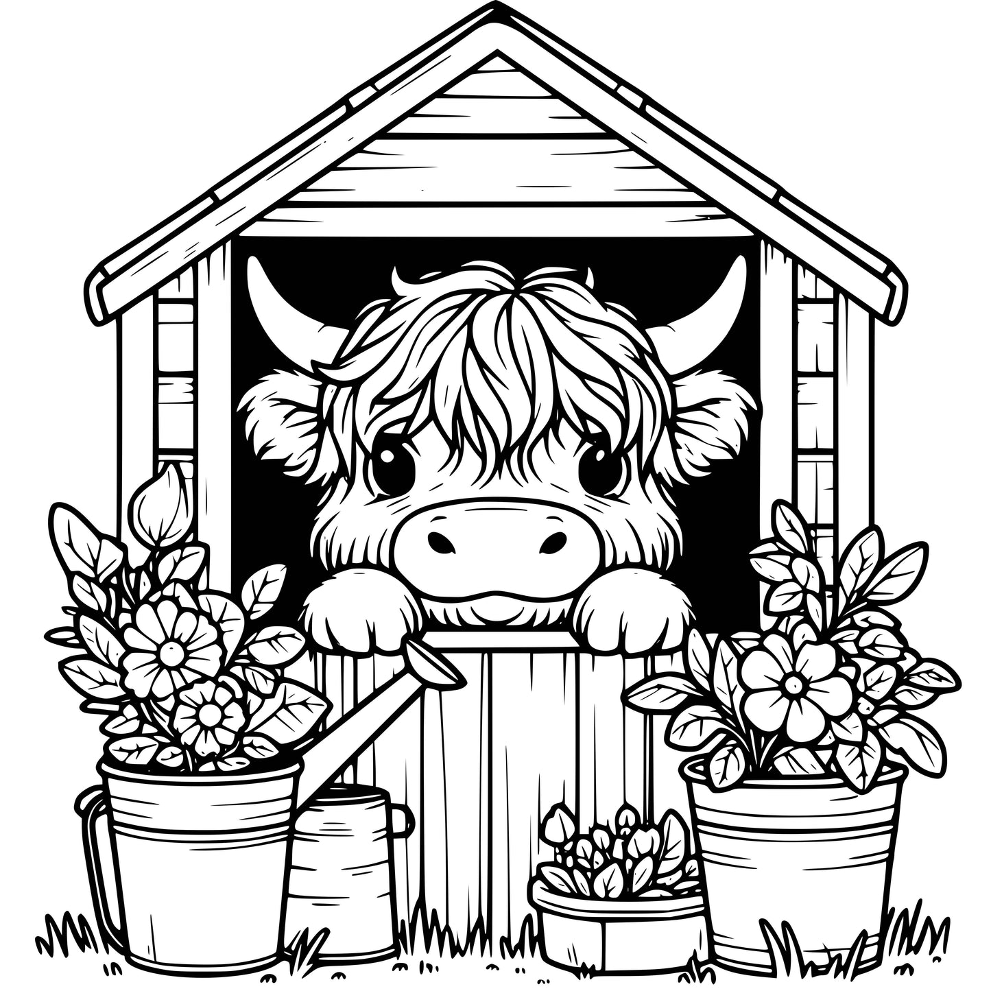 Highland Cows