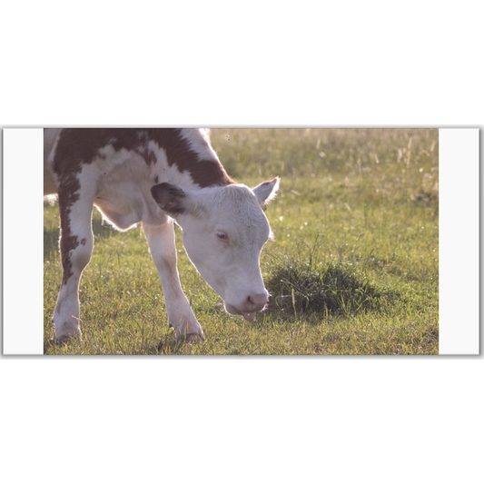 Grazing Cow Photocards (Pack of 5)