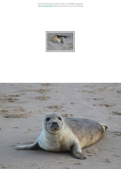 Seal Collection Cards