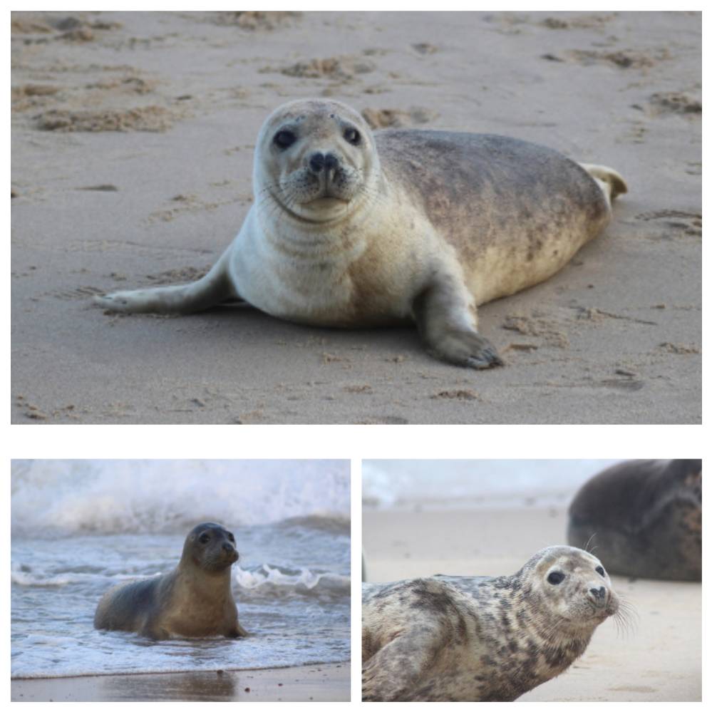 Seal Collection Cards