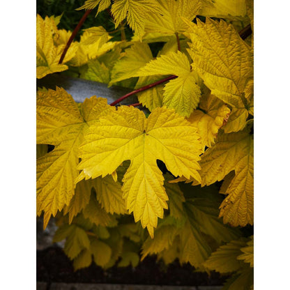 Autumn Leaves Cards