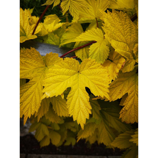 Autumn Leaves Cards