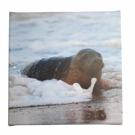 Norfolk Seal - Small Canvas